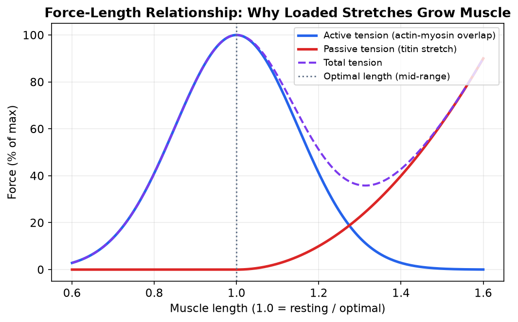 Force-length relationship curve