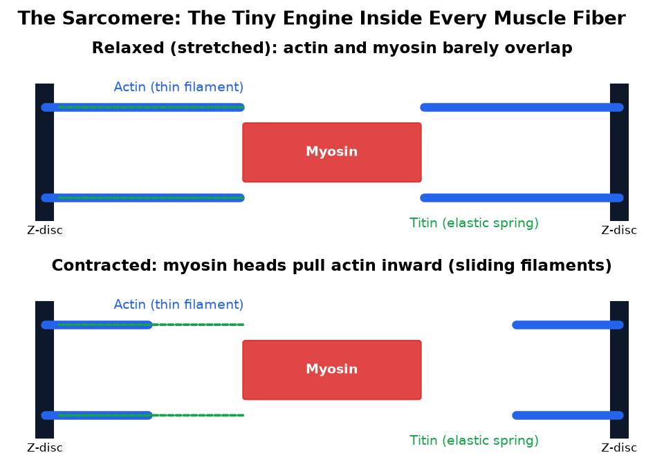 Sliding filament diagram of a sarcomere