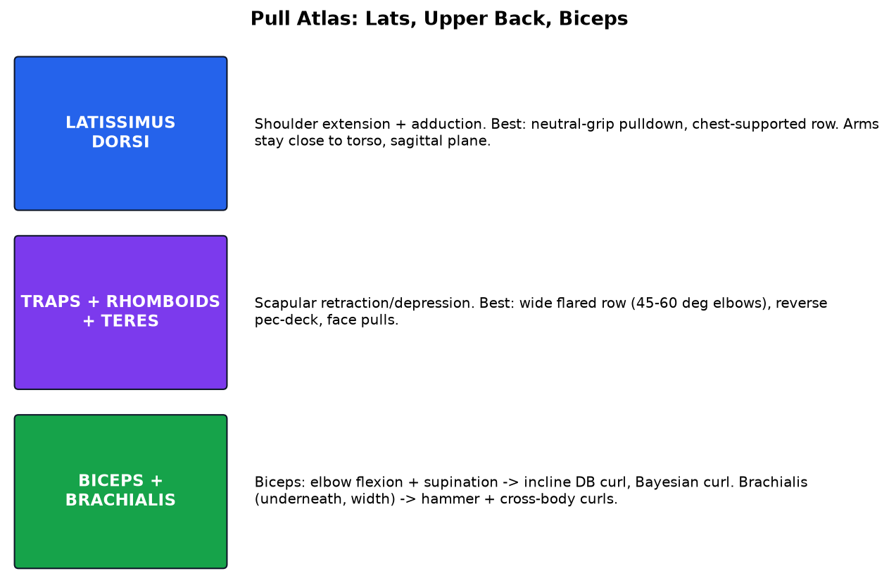 Back and pull muscles diagram