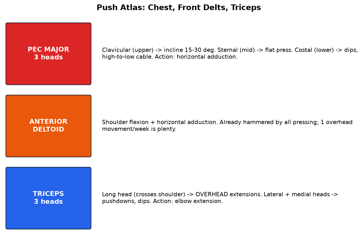 Chest and push muscles diagram