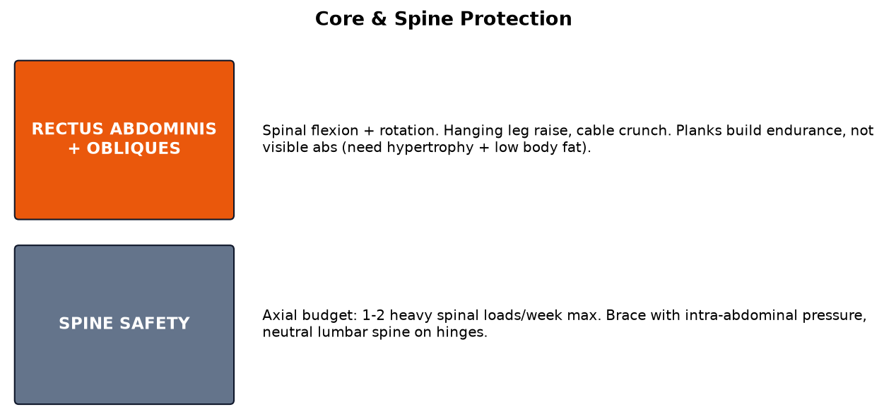 Core muscles diagram