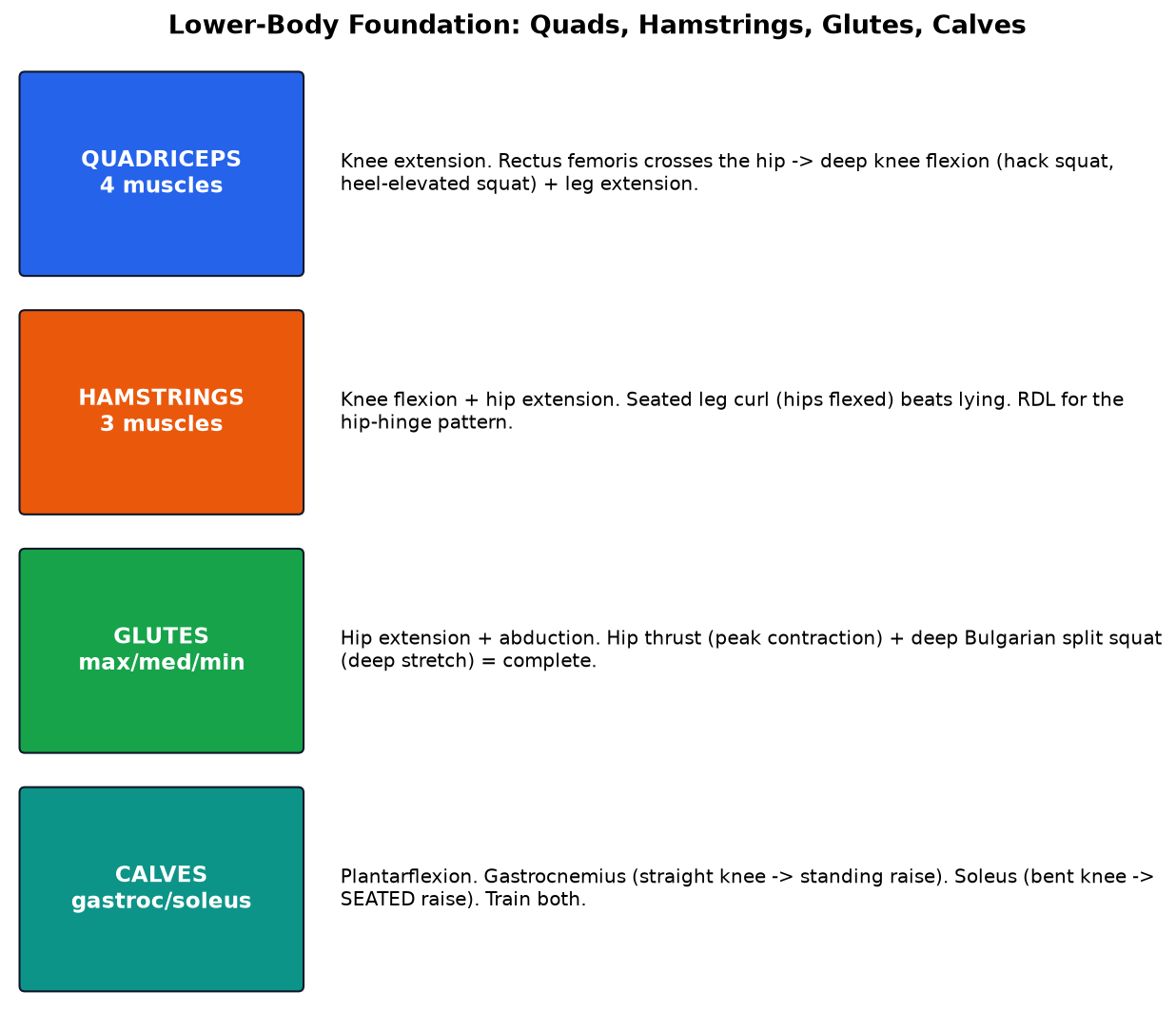 Lower body muscles diagram